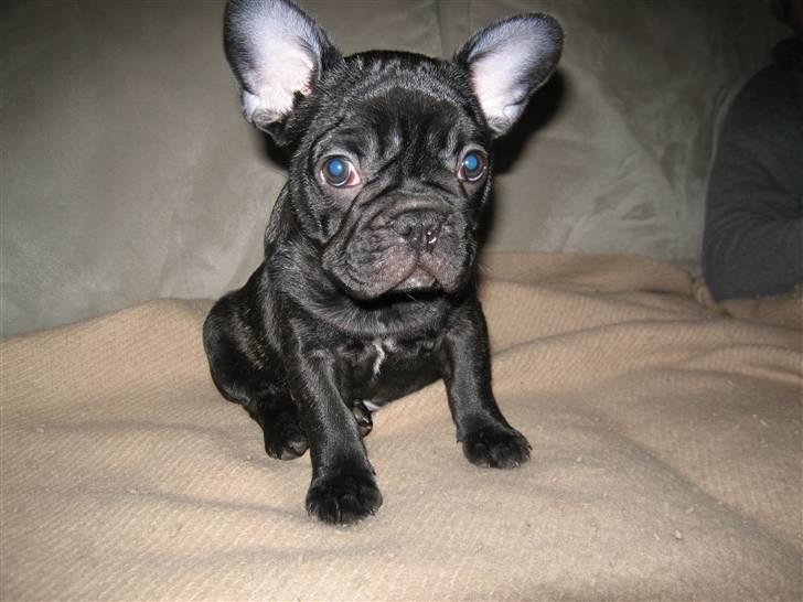 Fransk bulldog Carlos billede 12