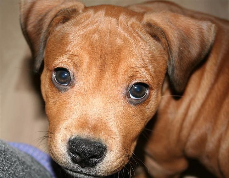 Staffordshire bull terrier Miloševic    (Milo) billede 1