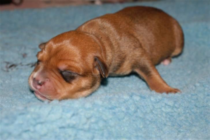 Staffordshire bull terrier Miloševic    (Milo) - Kun 2 dage, og stadig våd bag ørene billede 2