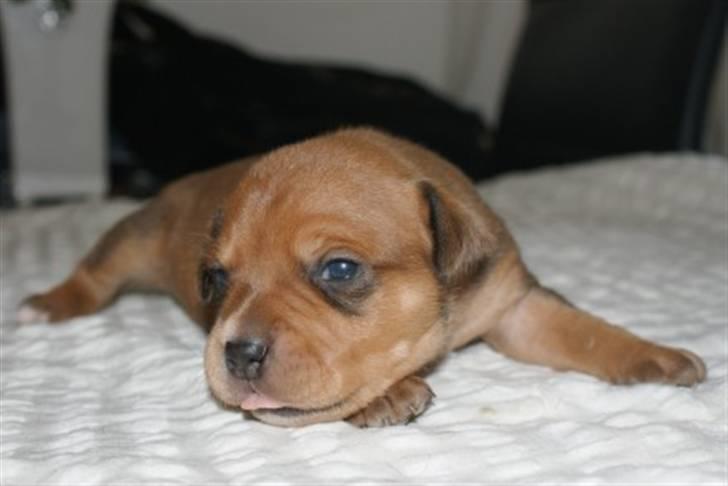 Staffordshire bull terrier Miloševic    (Milo) - 14 dage, som vi så ham første gang billede 3