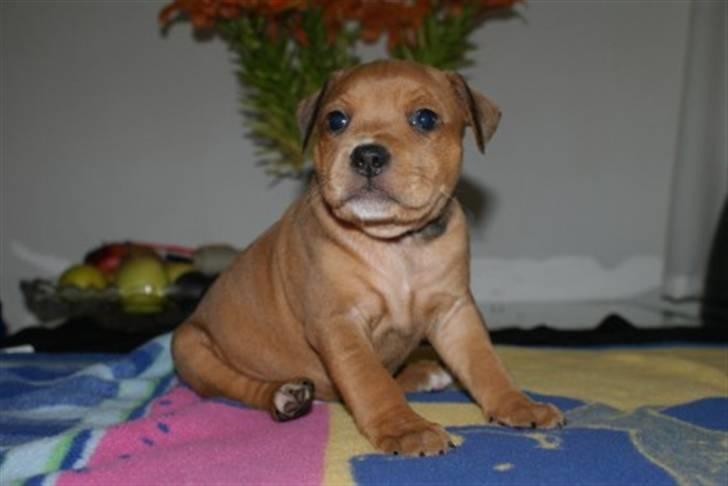 Staffordshire bull terrier Miloševic    (Milo) - 6 uger og lad billede 4