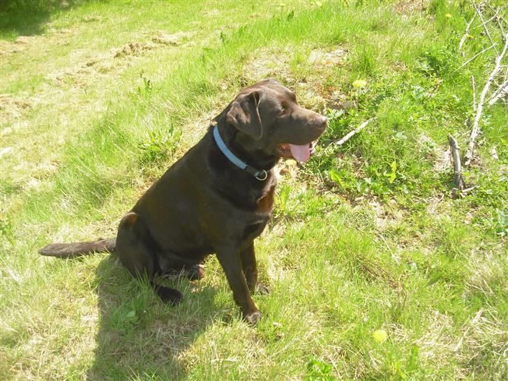 Labrador retriever Jack. R.I.P billede 8