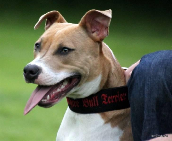 Blanding af racer aya(amstaff/ambull) billede 20