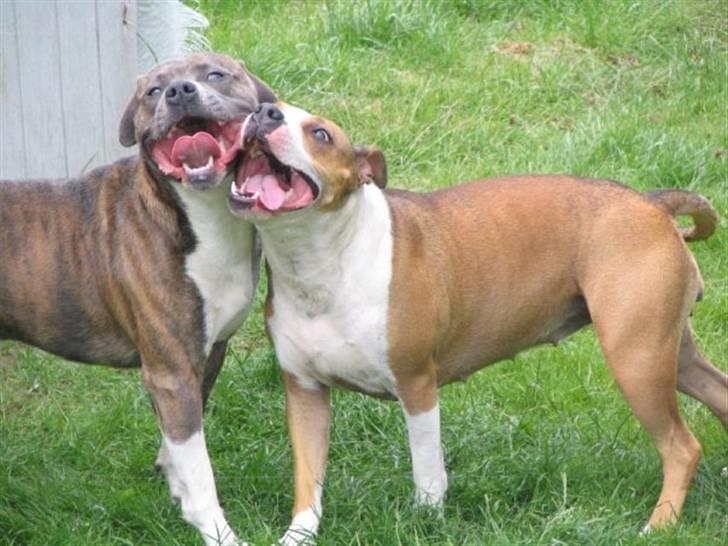 Blanding af racer aya(amstaff/ambull) - begge mine forældre sammen.. så forelsket..:) billede 5