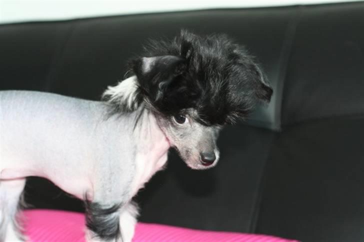 Chinese crested hårløs Jinx (Jinxie) *RIP* billede 2
