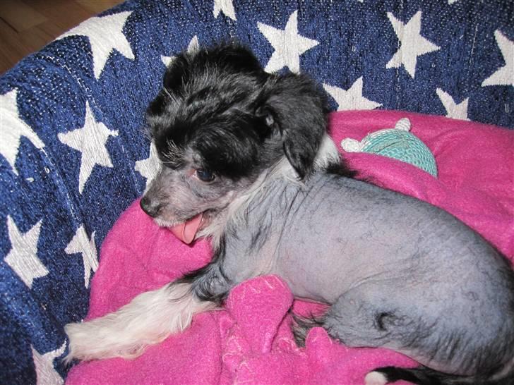 Chinese crested hårløs Jinx (Jinxie) *RIP* billede 3