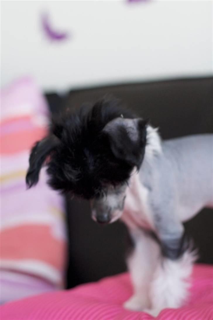 Chinese crested hårløs Jinx (Jinxie) *RIP* billede 4