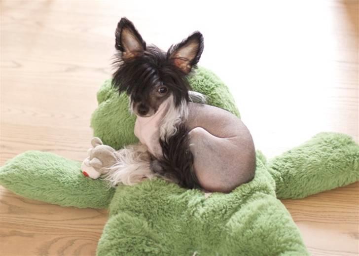 Chinese crested hårløs Jinx (Jinxie) *RIP* billede 5