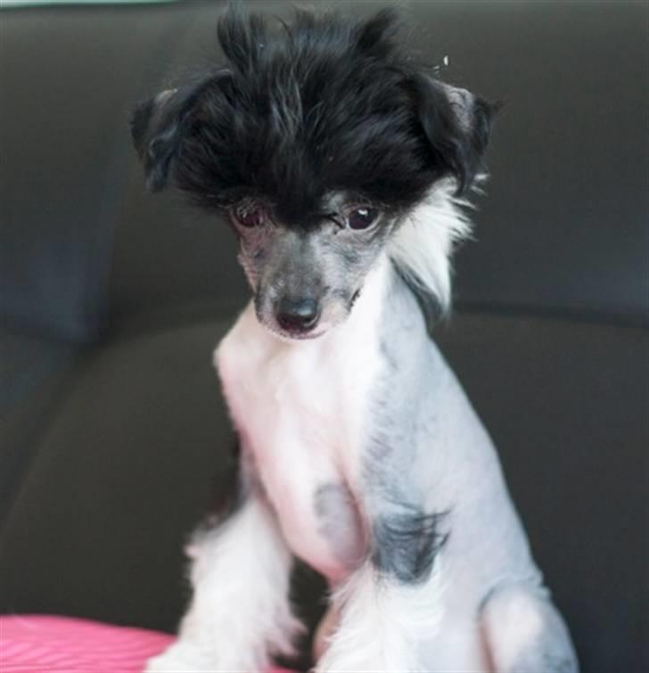Chinese crested hårløs Jinx (Jinxie) *RIP* billede 6
