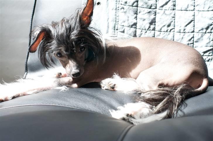 Chinese crested hårløs Jinx (Jinxie) *RIP* - Fra Juni :) billede 7