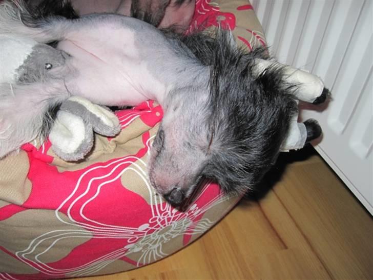 Chinese crested hårløs Jinx (Jinxie) *RIP* billede 8