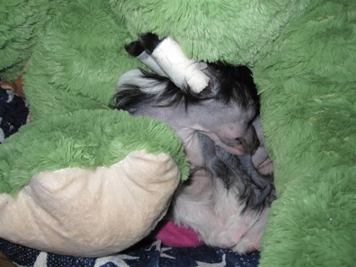 Chinese crested hårløs Jinx (Jinxie) *RIP* - Zzzzz.. billede 9