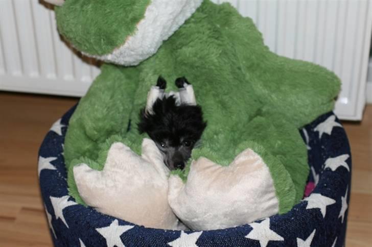 Chinese crested hårløs Jinx (Jinxie) *RIP* - Fik en stor blød frø i julegave :D Den er så lækker at sove på :) billede 10