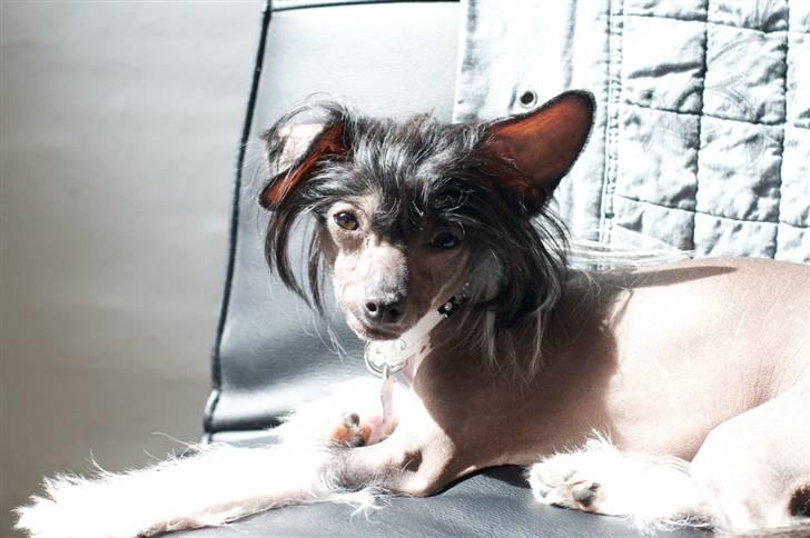 Chinese crested hårløs Jinx (Jinxie) *RIP* - Fra Juni :) billede 11