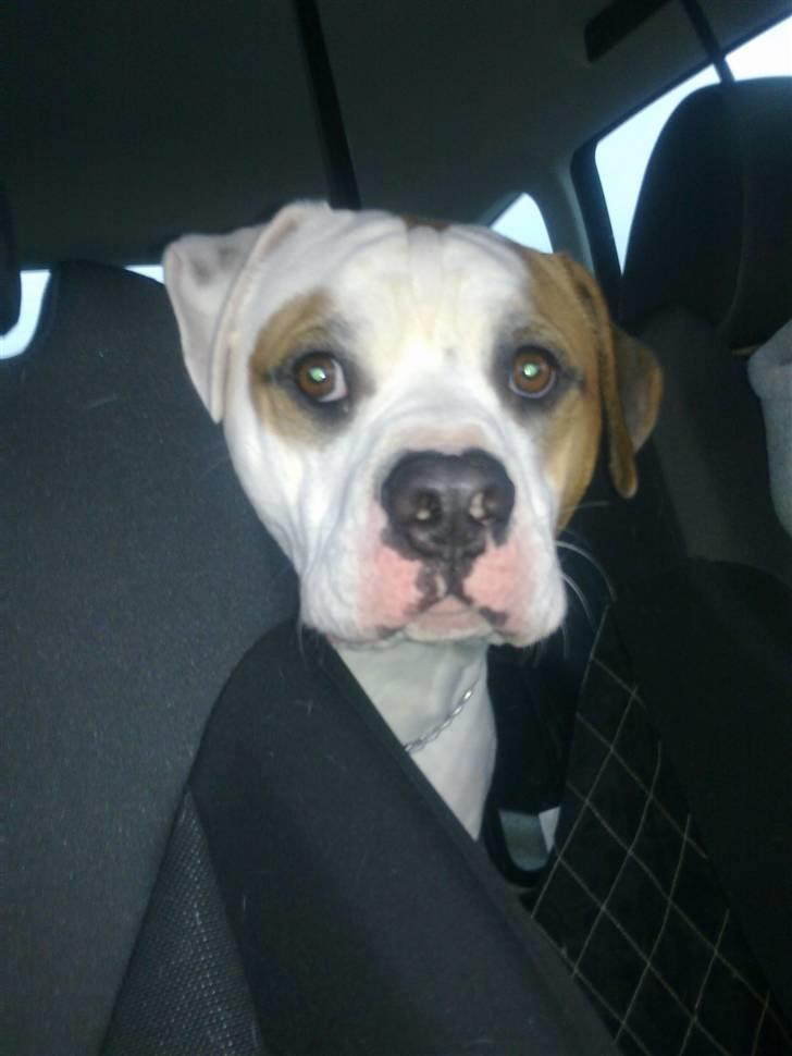 Amerikansk bulldog Kaine - Bebehunden<3 billede 14