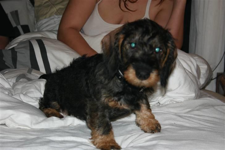 Gravhund Kong Albert  billede 4