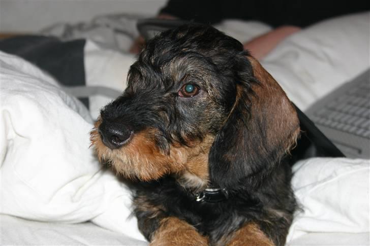 Gravhund Kong Albert  billede 5