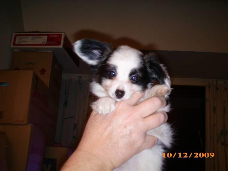 Papillon Zimba billede 2