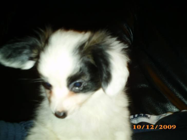 Papillon Zimba billede 4