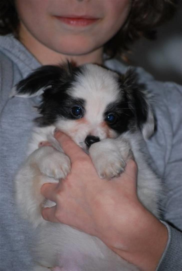 Papillon Zimba billede 5