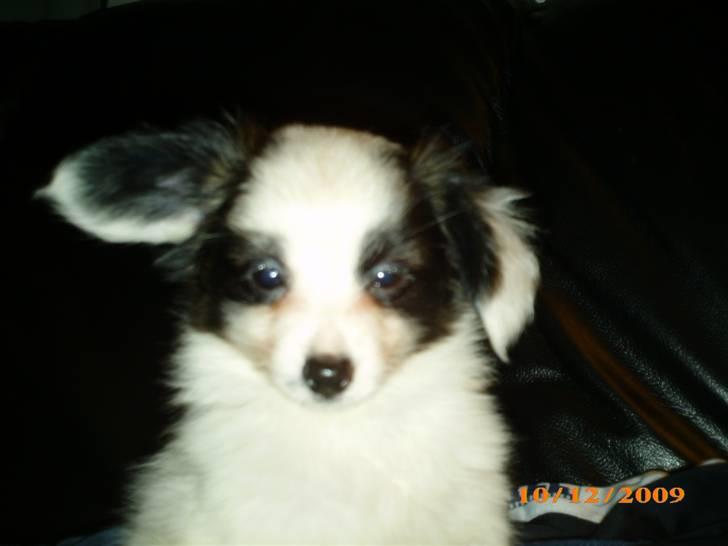 Papillon Zimba billede 6