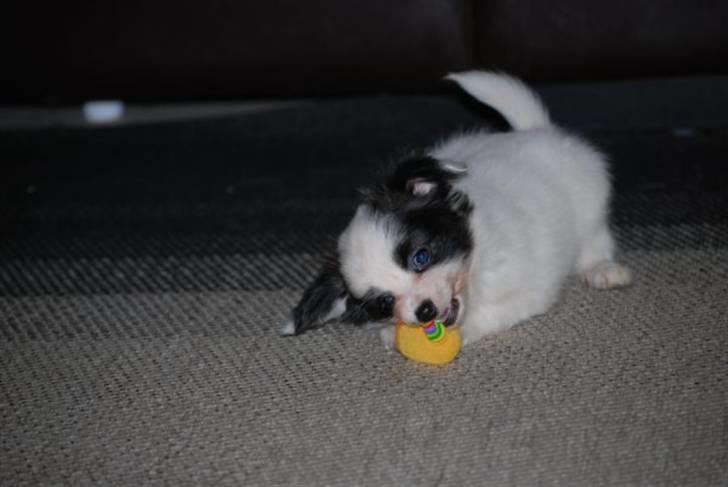 Papillon Zimba billede 7