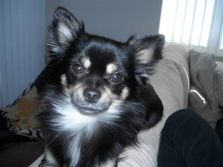 Chihuahua Cody billede 10