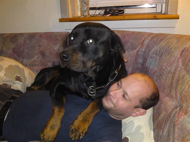 Rottweiler tais mega savnet - lidt for stor skøde hund billede 18