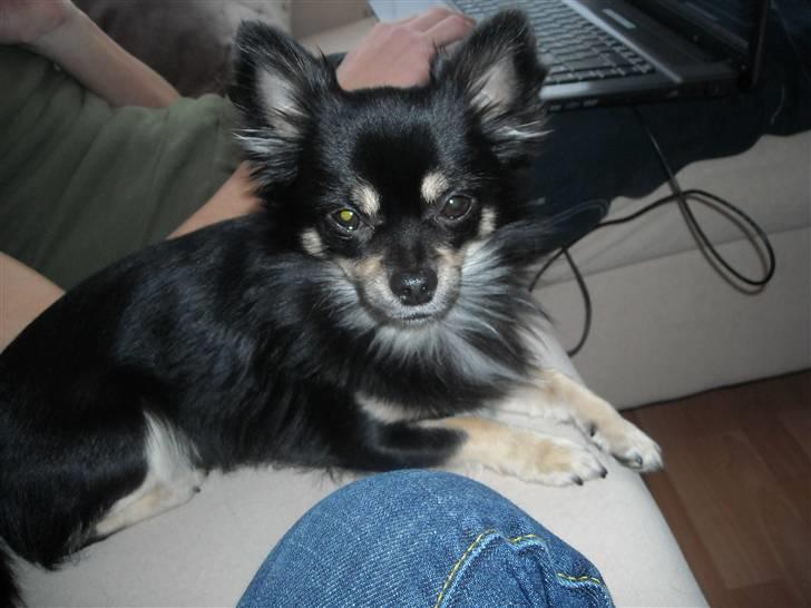 Chihuahua Cody billede 11