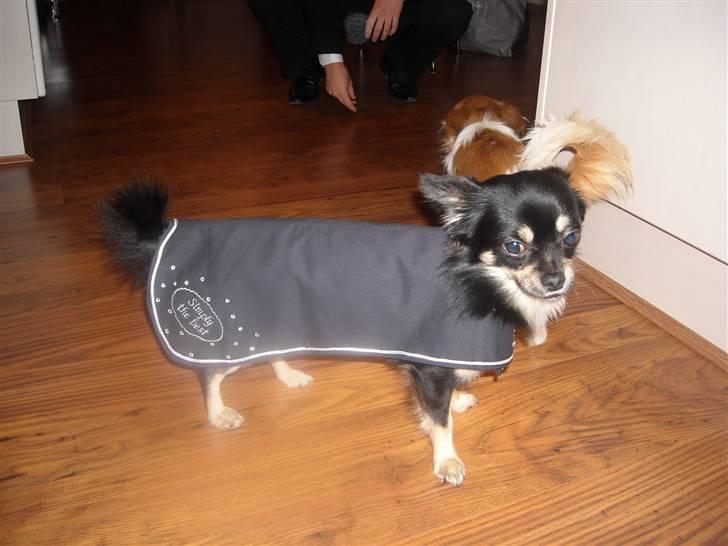 Chihuahua Cody billede 12