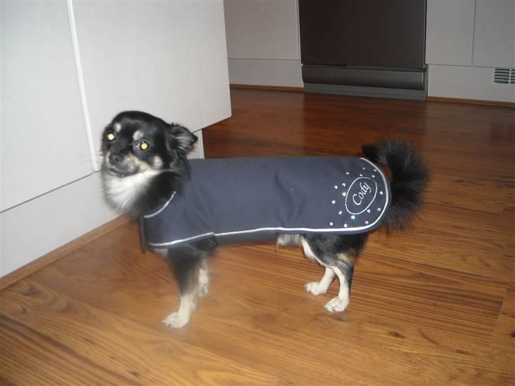 Chihuahua Cody billede 13