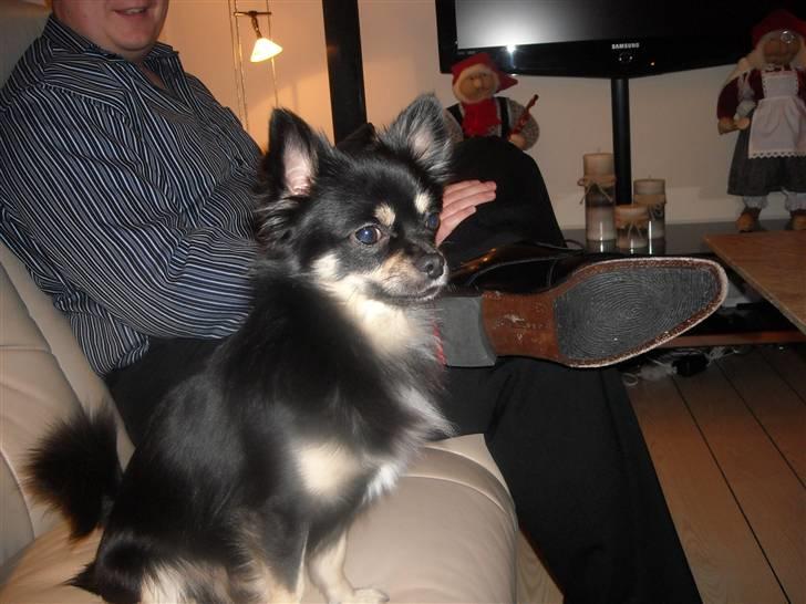 Chihuahua Cody billede 14