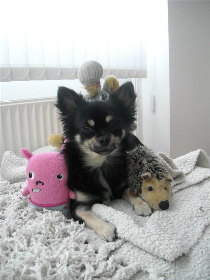 Chihuahua Cody billede 15