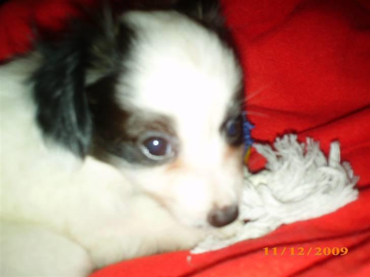 Papillon Zimba - Nåååhhhh hvor er jeg kær billede 8