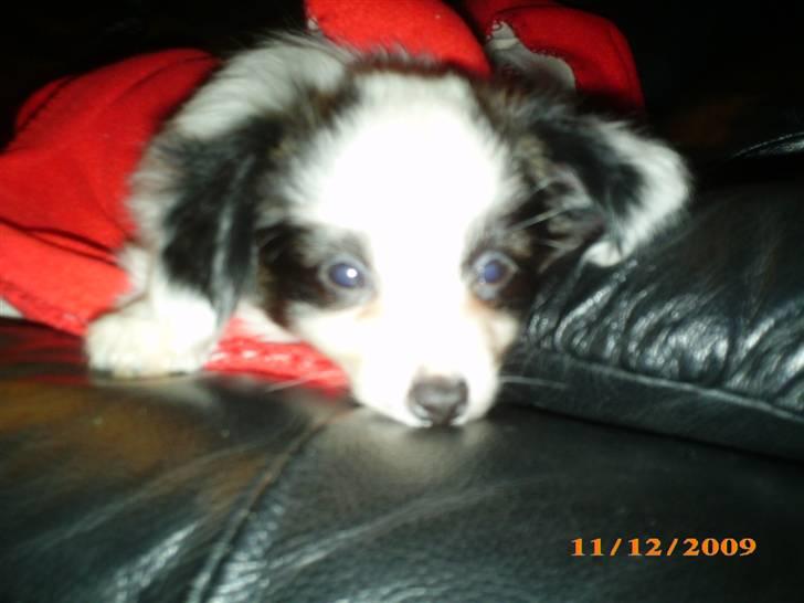 Papillon Zimba - Skønne mig billede 9