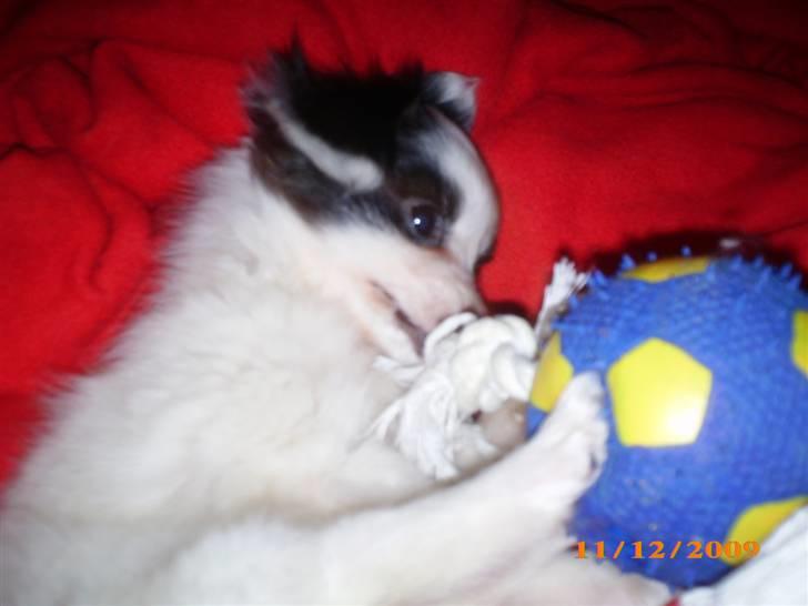 Papillon Zimba - Mig og min blå bold :-) billede 10