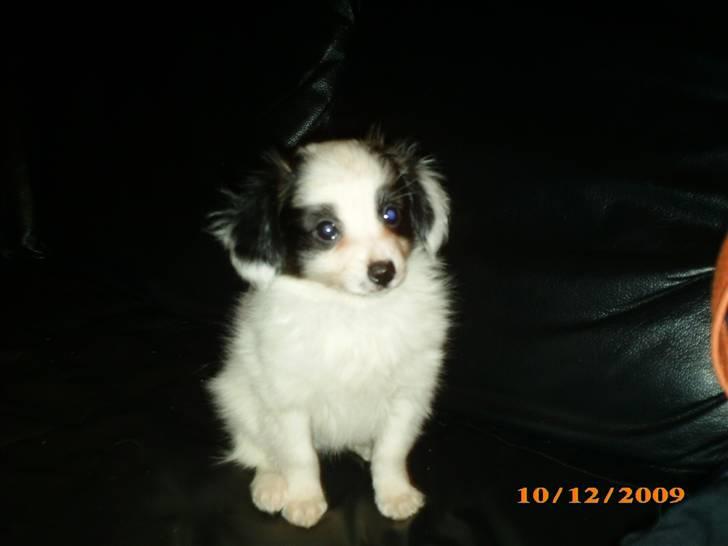 Papillon Zimba - Jeg er da sååå sød billede 11