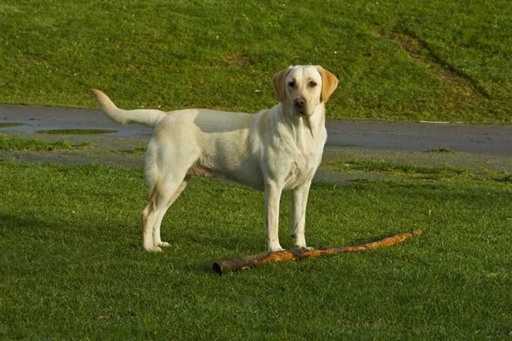 Labrador retriever Bailey - Jeg er stolt over at jeg kan slæbe af med et træ billede 6