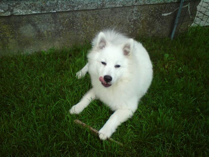 Japansk spids tiko billede 12