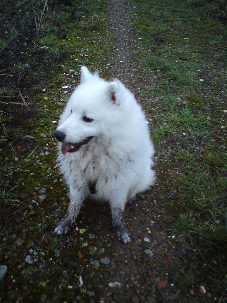 Japansk spids tiko billede 13