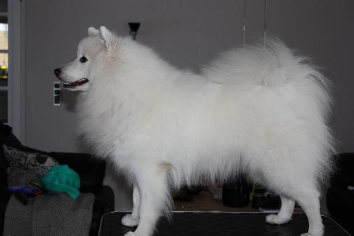 Japansk spids tiko billede 14