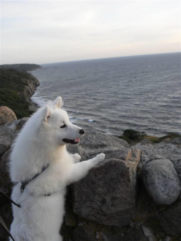 Japansk spids tiko billede 15