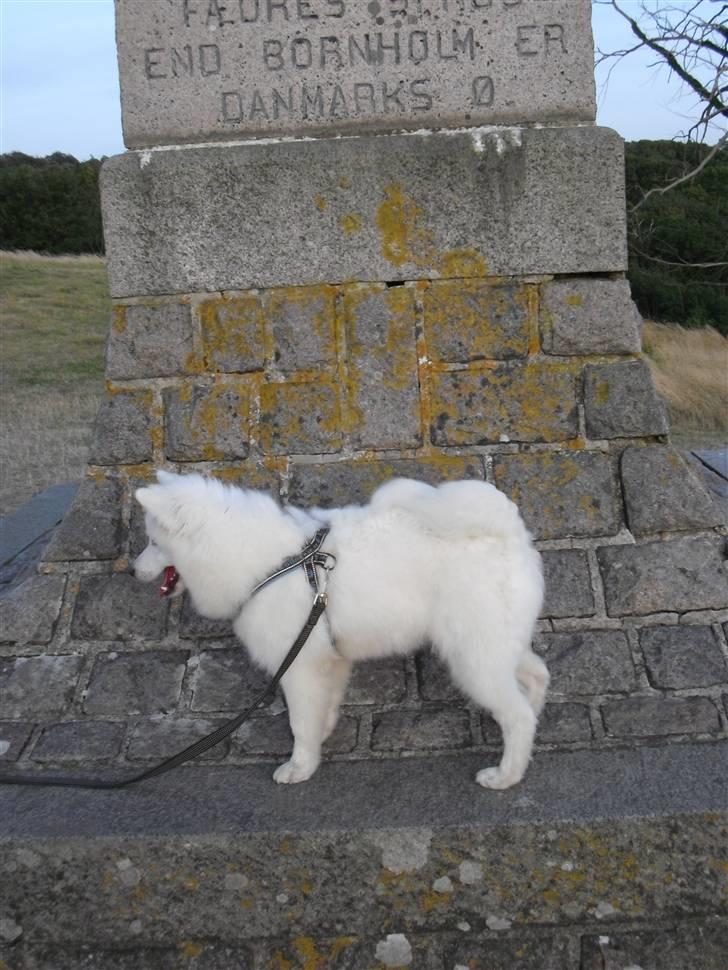 Japansk spids tiko billede 16