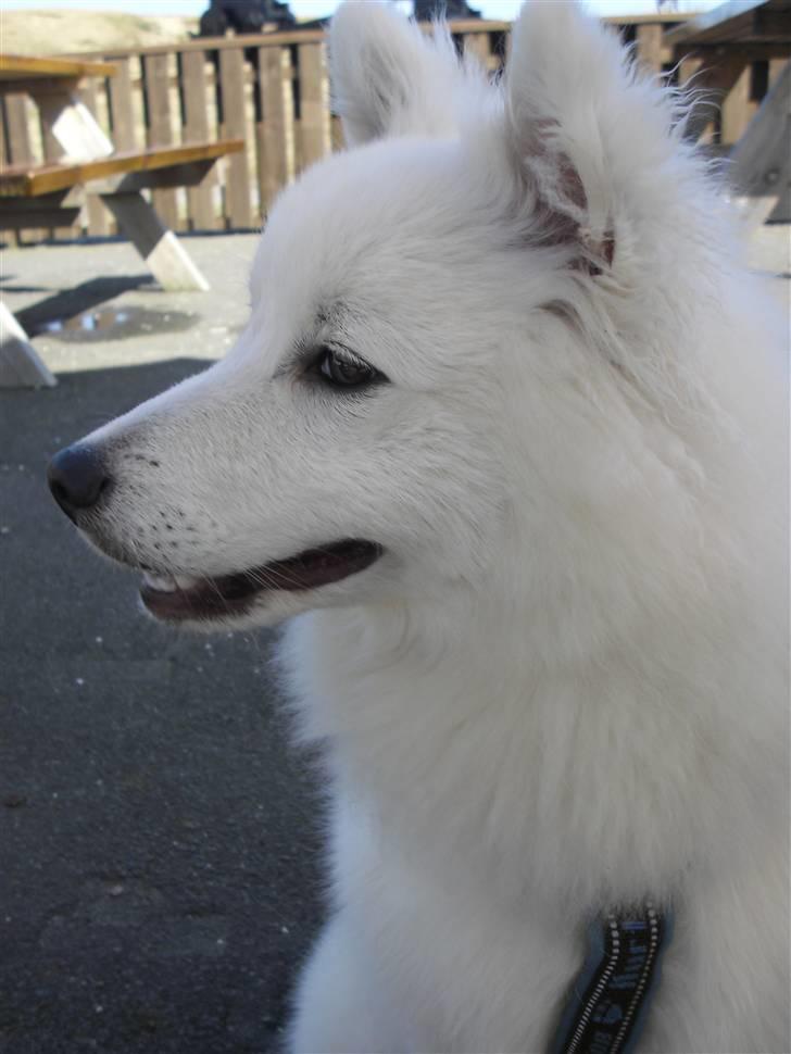 Japansk spids tiko billede 17