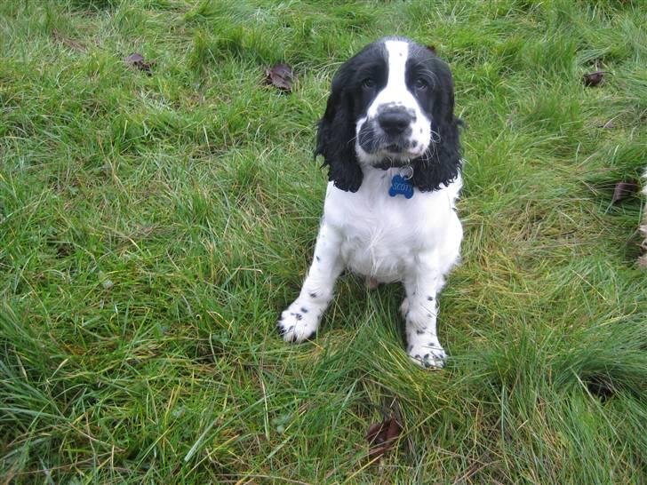 Cocker spaniel Scott <3 - her er scott 11uger billede 10