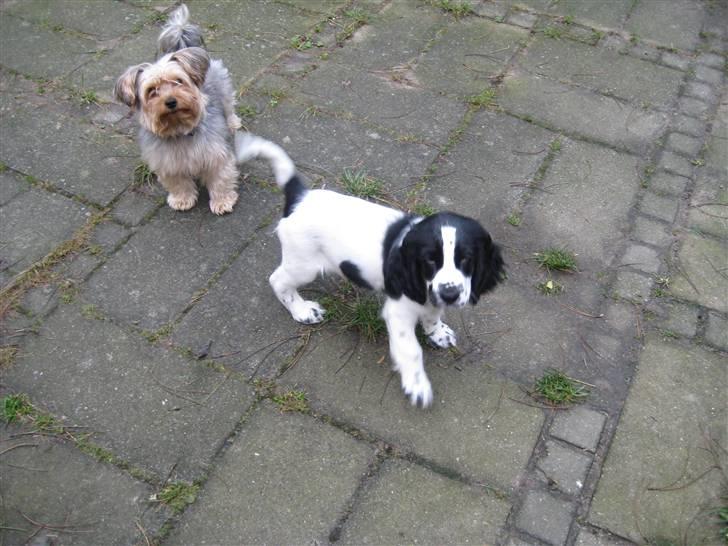 Cocker spaniel Scott <3 billede 11