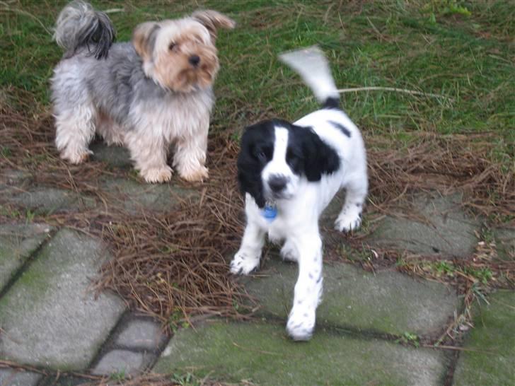 Cocker spaniel Scott <3 billede 12