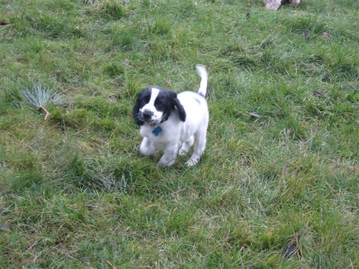 Cocker spaniel Scott <3 billede 13