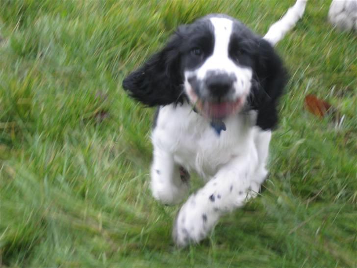 Cocker spaniel Scott <3 - wiii med fuld fart og græs i munden tjuhej hvor det går.. billede 14