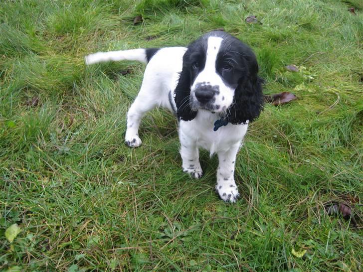 Cocker spaniel Scott <3 billede 15